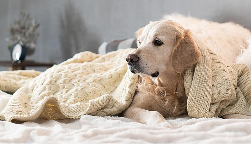 ANTIBACTERIA--PET-BLANKET