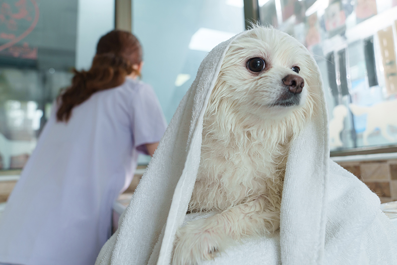 ANTIBACTERIA--PET-KNITWEAR